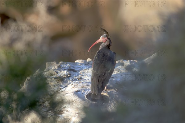 Northern Bald Ibis