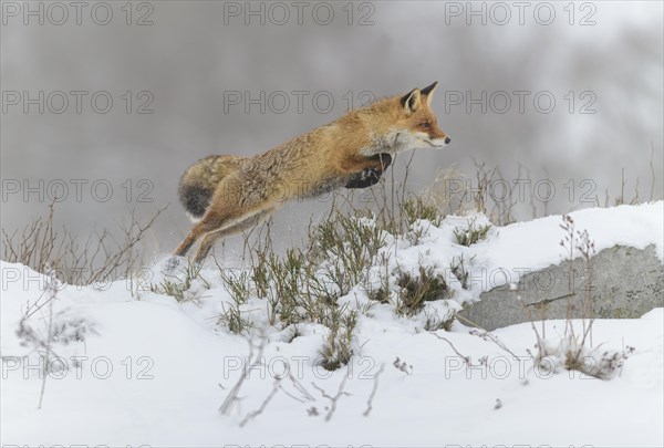 Red fox