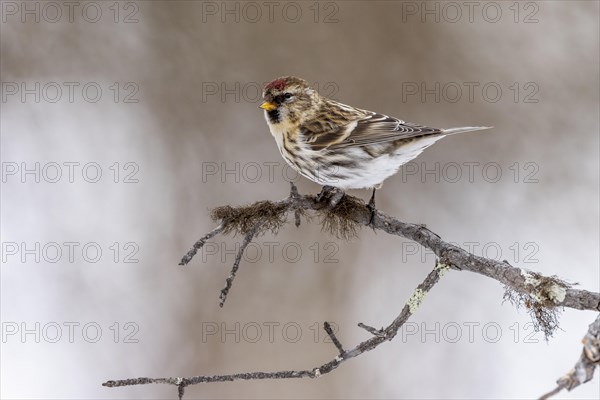 Arctic Redpoll