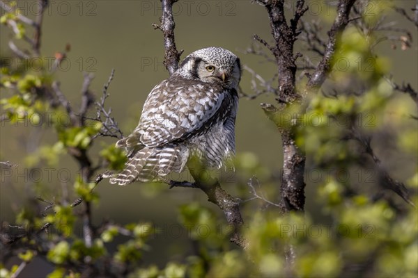 Northern hawk owl