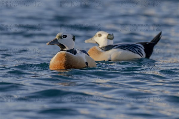 Stellers eider