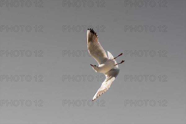 Pair of seagulls flying in blue a sky background