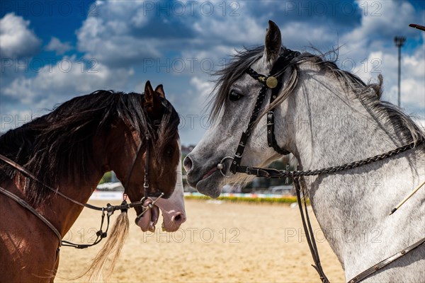 Portrait of dark palomino horse. Horse head with long mane in profile