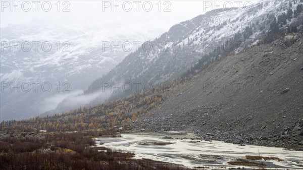 Autumn larch forest in Val Morteratsch