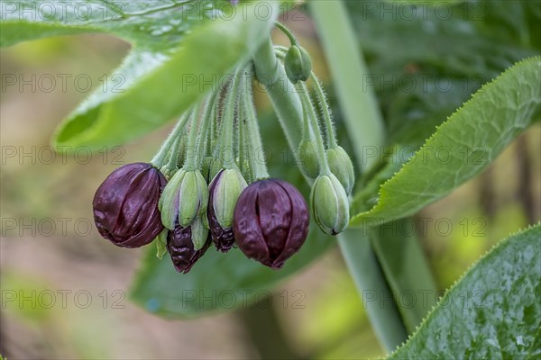 Dysosma mayapple