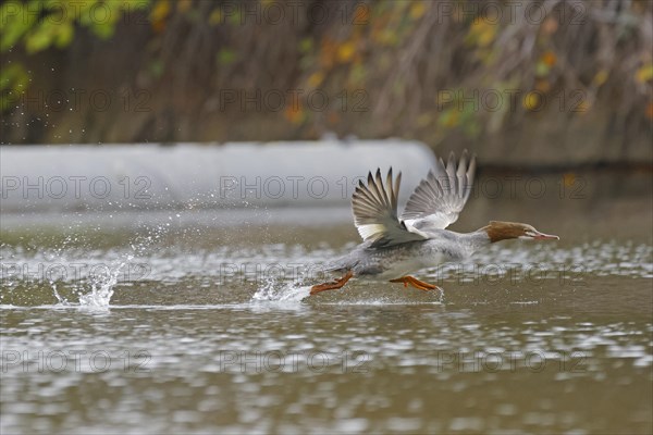 Common merganser