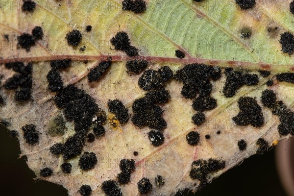 Thin-walled blackberry rust Leaf with many dark leaf spots next to each other