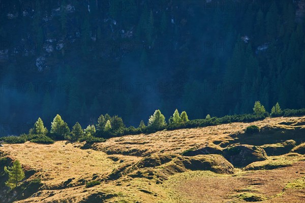 European larch