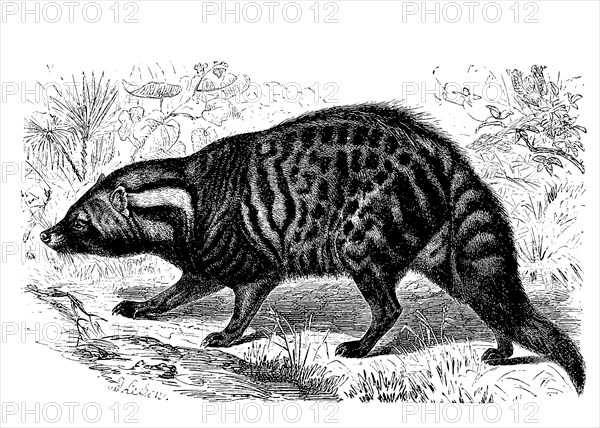 African civet