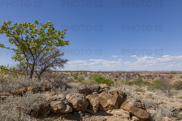 Landscape at the Petrified Forest
