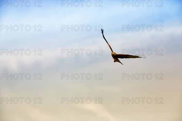 Red Kite