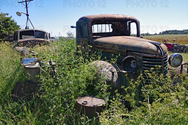 Rusty cars in a meadow