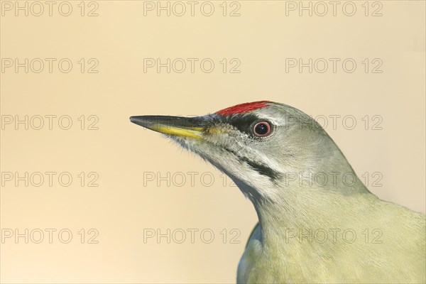 Grey-headed woodpecker