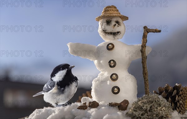 Coal Tit