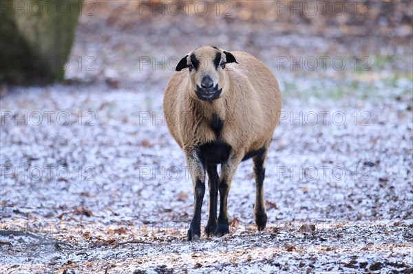 Female Cameroon sheep