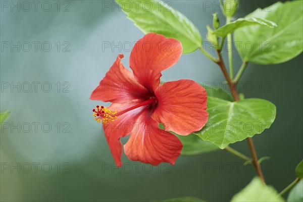 Rose mallow