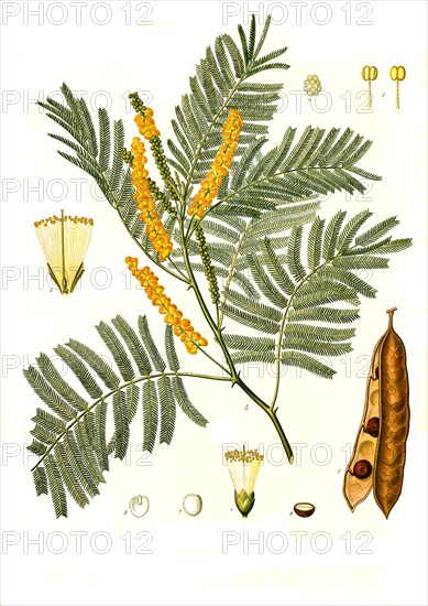 Medicinal plant