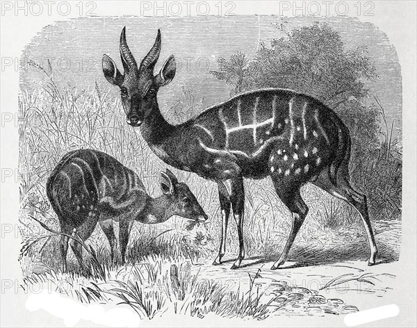 Shirring Antelope