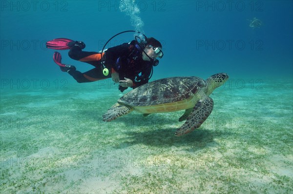 Diver and hawksbill sea turtle