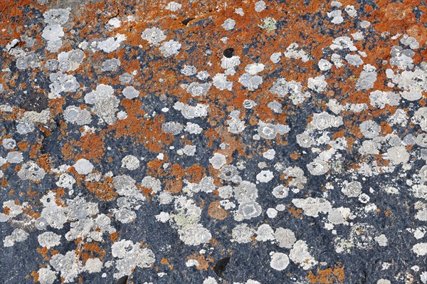 Rocks covered with lichens