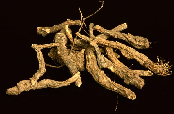 Peucedanum decursivum root