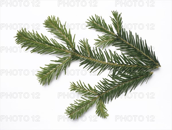 Natural remedy Fresh fir