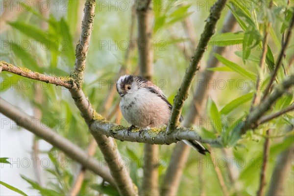 Long-tailed tit