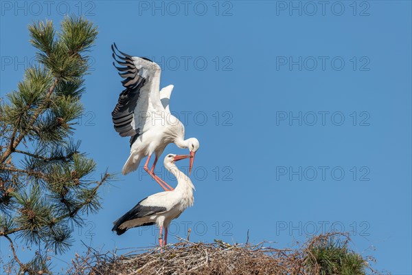 Pair of white stork