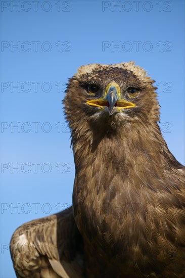 Steppe eagle