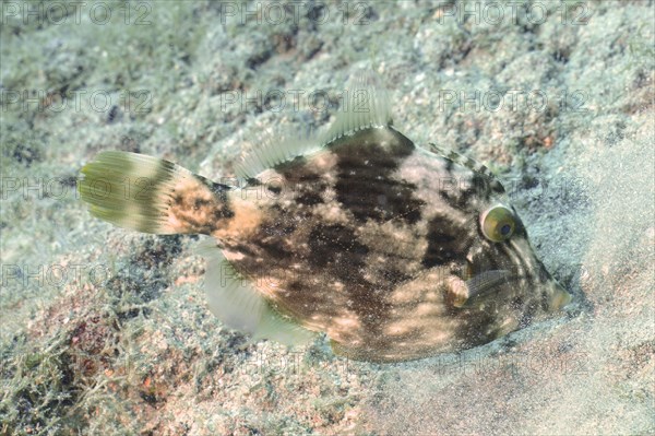 Brown filefish