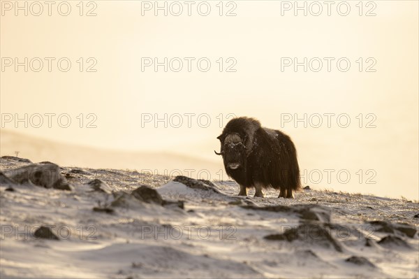 Musk ox