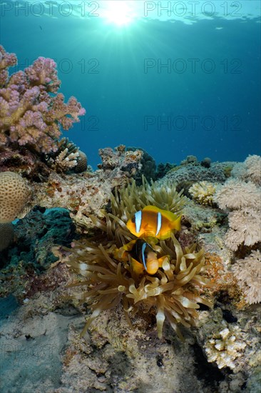 A pair of red sea clownfish