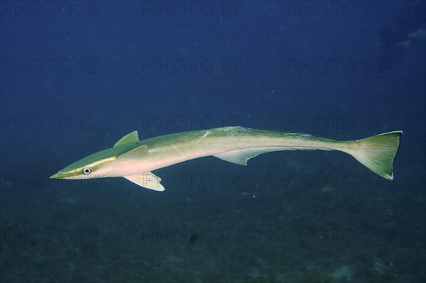 Free floating common remora