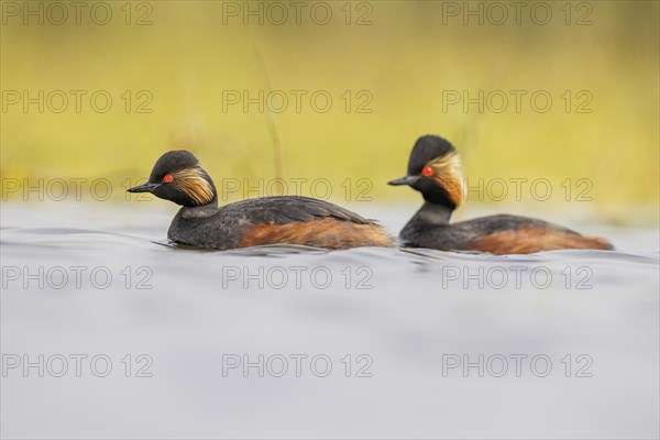 Black-necked Grebe