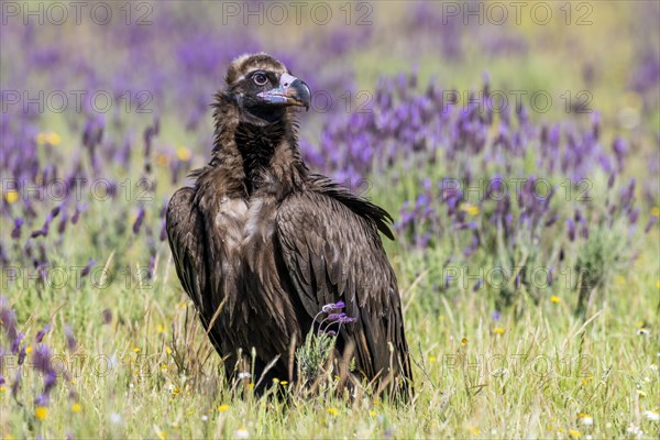 Cinereous vulture