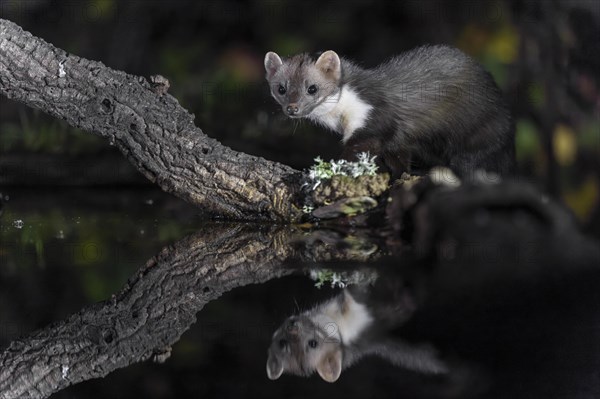 Beech marten