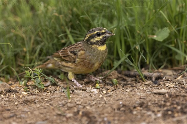 Cirl Bunting