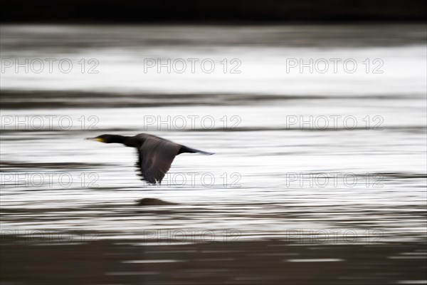 Great cormorant