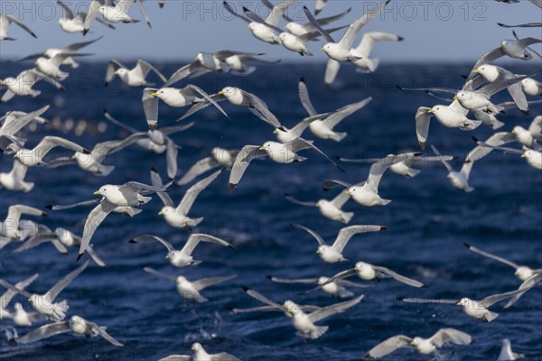 Kittiwakes