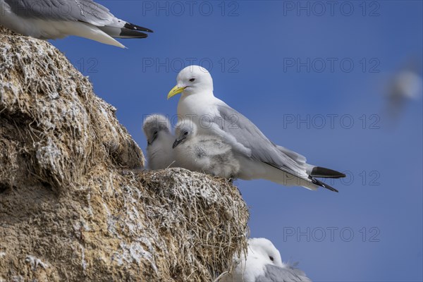 Kittiwake