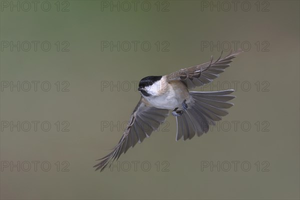 Willow Tit