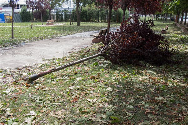 Fallen green tree in green grass in the view