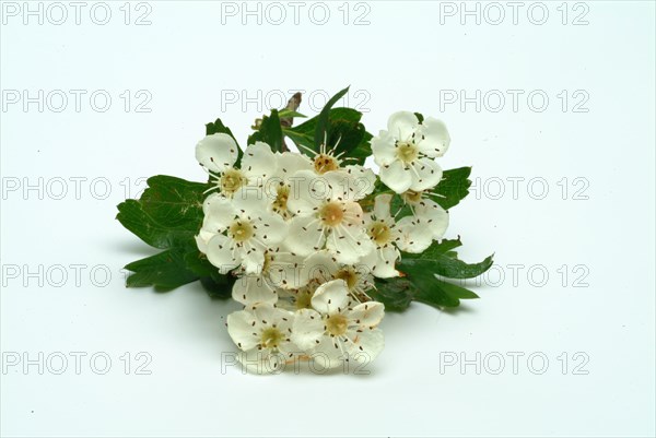 Medicinal plant hawthorn