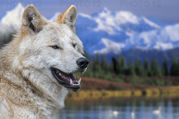 Northwestern wolf