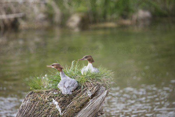 Common merganser