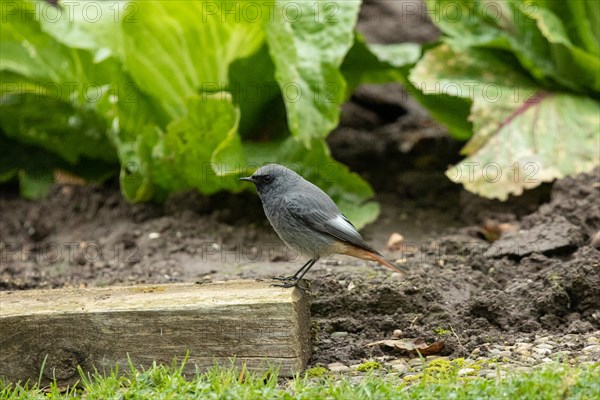 Black Redstart male standing on wooden post looking left