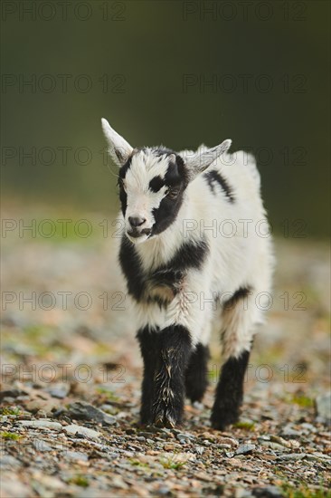 Domestic goats