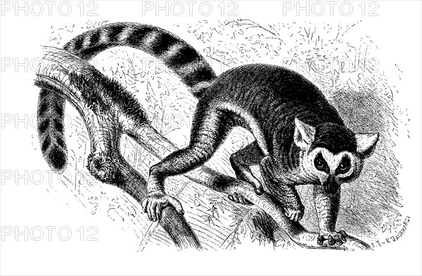 Ring-tailed lemur