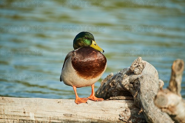 Wild duck