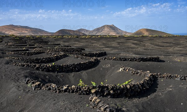 Winegrowing area in La Geria